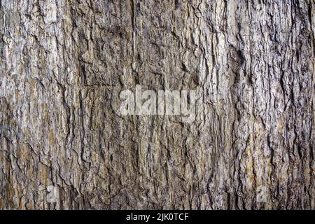 Polished and shiny ancient stone texture used for ancient architecture. Madrid. Stock Photo