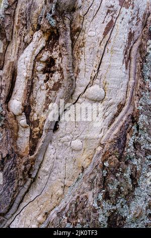 Texture of very old tree trunk, wood and bark of the tree in an abstract way. Spain. Stock Photo