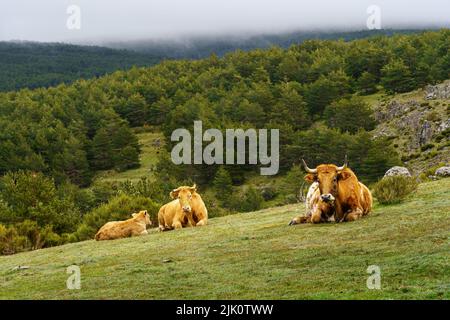 three cows resting in the high mountain pasture with green plants and stone rocks. Madrid. Stock Photo
