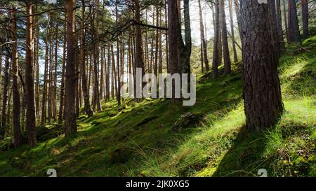 Enchanted forest with green grass and sunlight streaming through the tall trees. Guadarrama Madrid Spain. Stock Photo