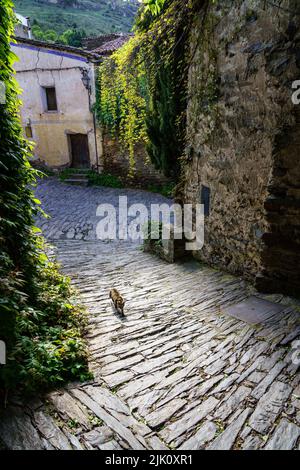 Stray cat walking down the narrow cobbled alley of an old town. Patones de Arriba Madrid. Spain. Stock Photo