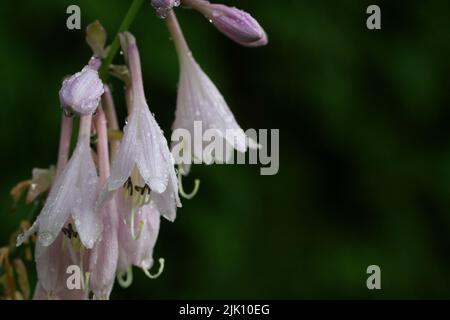 A closeup of Hosta capitata dangling flowers covered in morning dew Stock Photo