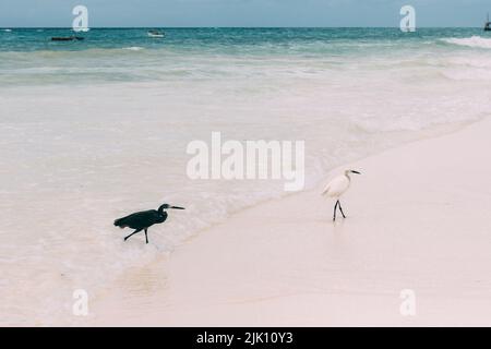 Black and white herons on a sandy beach Stock Photo