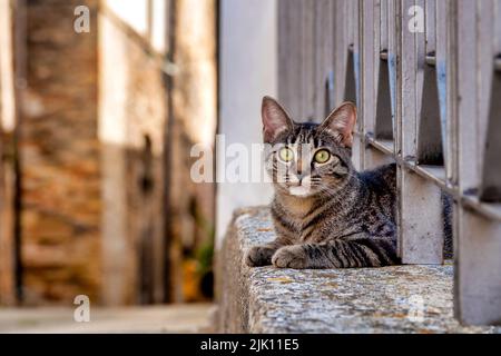 Strat cats in the alleys of Loreto Aprutino, Italy Stock Photo