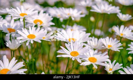 Lots of daisies. Floral background. White, yellow and green colors Stock Photo