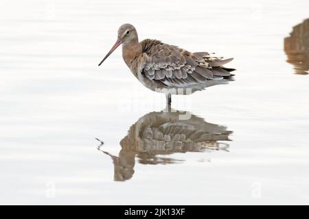 Black-tailed Godwit (Limosa limosa islandica) Titchwell Norfolk July 2022 Stock Photo