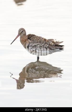 Black-tailed Godwit (Limosa limosa islandica) Titchwell Norfolk July 2022 Stock Photo