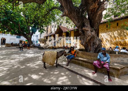 Town Square In Front Of Lamu Fort Lamu Town Unesco World Heritage