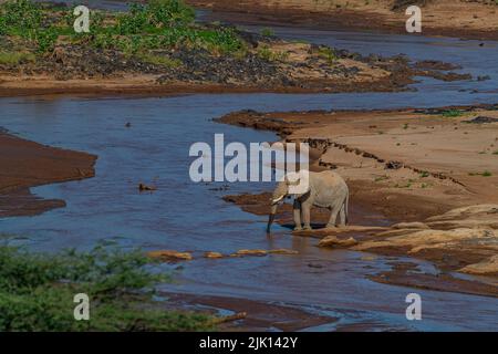 African elephant, Ewaso Ng'iro river flowing through Shaba Game Reserve, Samburu National Park, Kenya Stock Photo
