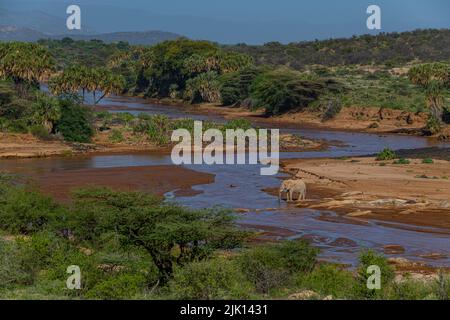 African elephant, Ewaso Ng'iro river flowing through Shaba Game Reserve, Samburu National Park, Kenya Stock Photo
