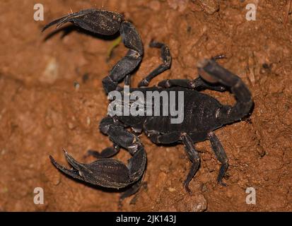 A Scorpion (Scorpiops sp.) found beside forest trail. Stock Photo