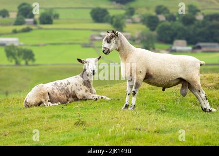 Selective focus of a standing Blue Face Leicester Ram, male sheep, facing left in summer meadow.  Another ram in the background laying down is looking Stock Photo