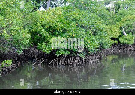 Mangroves (Rhizophoraceae) are protected worldwide, Yap, Micronesia, Pacific ocean, Asia Stock Photo