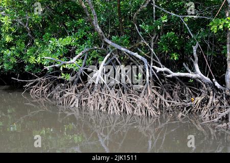 Mangroves (Rhizophoraceae) are protected worldwide, Yap, Micronesia, Pacific ocean, Asia Stock Photo