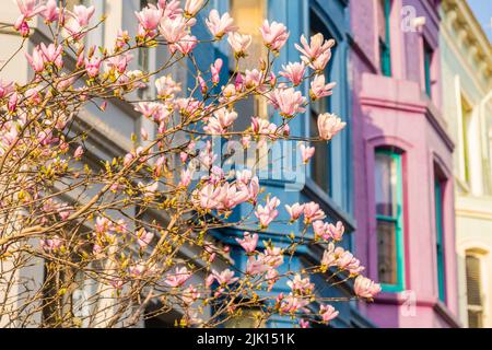 Cherry Blossom in Notting Hill, London, England, United Kingdom, Europe Stock Photo