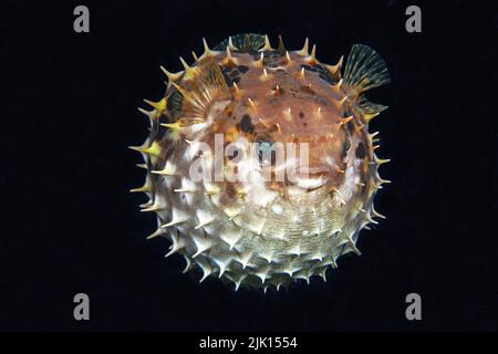 Birdbeak burrfish (Cyclichthys orbicularis), when in danger, it swallows water and pumps itself up into a ball with erected spines, Indonesia, Asia Stock Photo