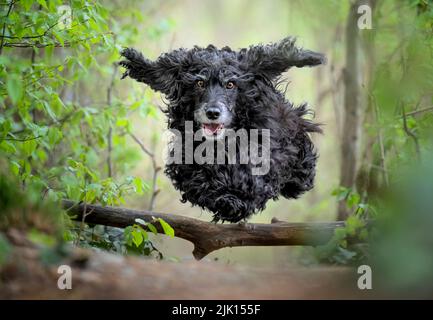 Black Cocker Spaniel dog running and jumping over a stick in the woods, Italy, Europe Stock Photo