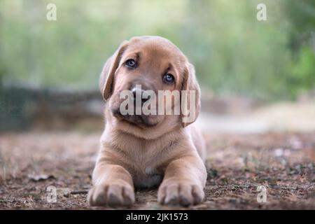Broholmer puppy lying on the ground and looking into the camera with tilted head, Italy, Europe Stock Photo