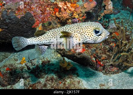 Black spotted porcupinefish (Diodon hystrix), by inflating the body, the spines are erected, Grenada, Caribbean Stock Photo