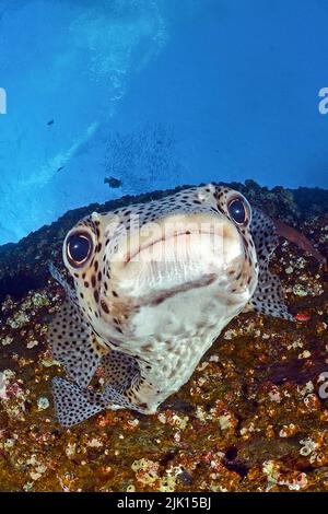 Black spotted porcupinefish (Diodon hystrix), by inflating the body, the spines are erected, Socorro Islands, Mexico Stock Photo