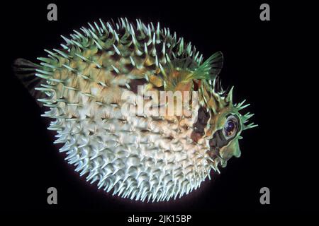 Four-bar porcupine fish (Lophodiodon calori), when in danger, it swallows water and pumps itself up into a ball, Andaman Sea, Thailand Stock Photo