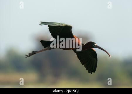 Glossy ibis (Plegadis falcinellus) in flight, Donana National and Natural Park, Andalusia, Spain, Europe