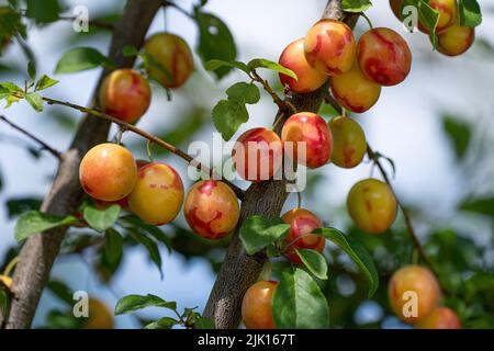 Yellow red patterned mirabelle plums in close-up on a tree Stock Photo