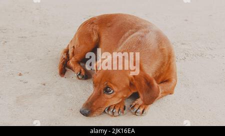dog lying down with poor face Stock Photo