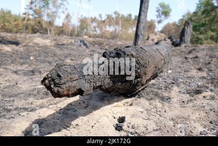 Falkenberg, Germany. 29th July, 2022. A charred trunk of a pine tree lies on the ash-covered ground in a forest in the Elbe-Elster district. Credit: Sebastian Willnow/dpa/Ģ����ý Live News Stock Photo