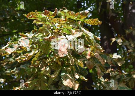 dry walnut leaves Stock Photo