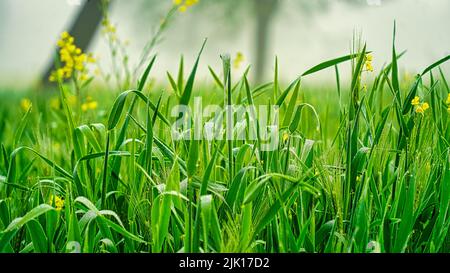 Closeup of water drops on green wheat plants. water drops on the green grass. Stock Photo