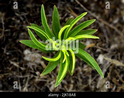 Top view macro photo of a green plant growing on the ground. Abstract nature concept. Stock Photo