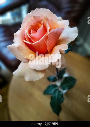 Cream rose in vase on a small table indoors. Stock Photo