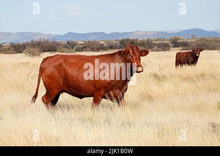 A free-range cow walking in grassland on a rural farm, South Africa Stock Photo