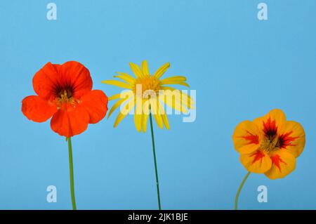 savannah daisies and nasturtiums on a blue background Stock Photo