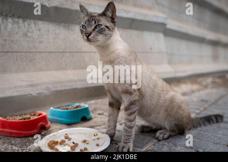 Stray gray tabby cat with blue eyes eating in the street Stock Photo