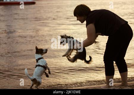 Silhouette of a woman and two small dogs on a sea shore at dusk, sunset, evening. Adult person holding a Yorkshire Terrier puppy introducing a Jack Ru Stock Photo