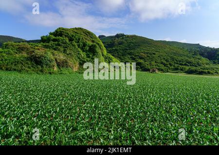 Small plant corn field with mountains of green meadows and blue sky. Santander. Stock Photo