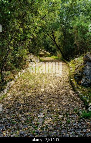 Cobblestone path in the forest with rays of the sun coming out between the trees. Stock Photo