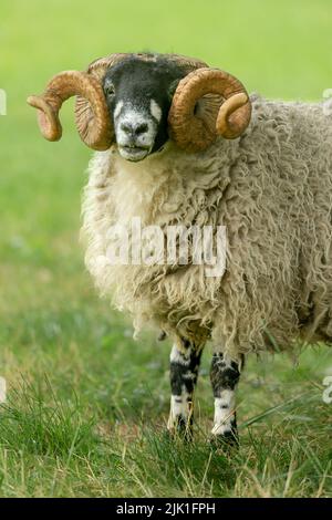 Close up portrait of Dalesbred ram, with magnificient curly horns, facing forward in a summer meadow.  Yorkshire Dales, UK.  Vertical, copyspace. Stock Photo