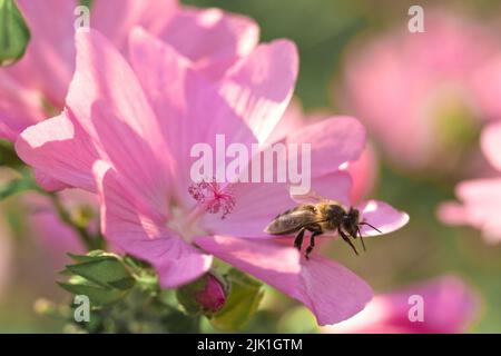 A Bee taking off from the blossoming flower of a Hollyhock Stock Photo