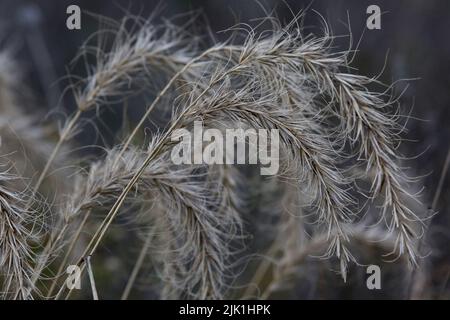 The heads of prairie grass plants hang low weighed down with seeds in the fall at the Annett Nature Center in Warren County, Iowa. Stock Photo