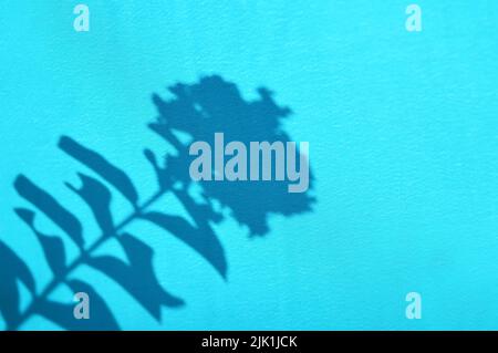 Leaf and flower shadows on a blue fabric background Stock Photo