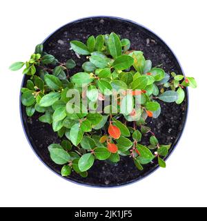 Gaultheria plant in pot isolated on white background Stock Photo