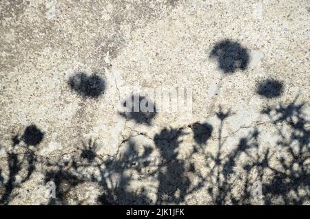 Flower shadows on a cracked cement background Stock Photo