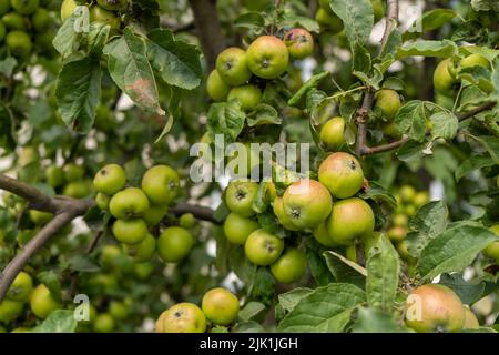 Apple trees loaded with apples in an orchard. Autumn seasonal harvest. red ripe apples on a branch in orchard. Organic farming, gardening, vegetarian Stock Photo