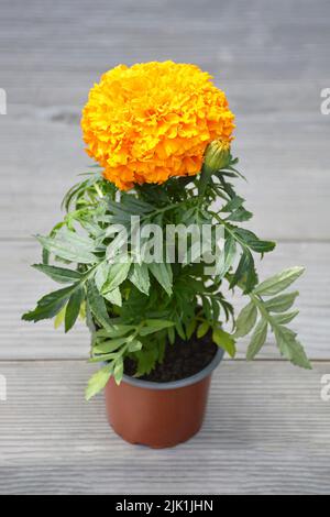 Orange marigold flower plant in pot Stock Photo