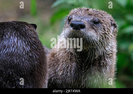 Canadian otters playing, also called North American river otter (Lontra canadensis),  northern river otter and river otter (lutra canadensis)  close u