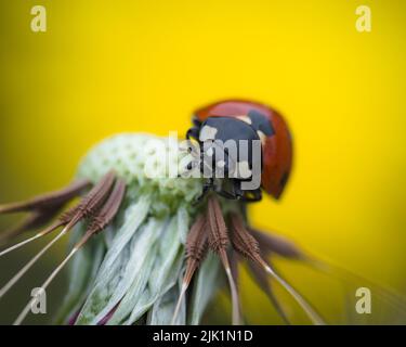 Beautiful flying red ladybug with on dandelion. Macro shot. selective focus Stock Photo