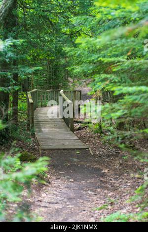 USA, Michigan, Keeweenaw Peninsula, Forest floor with fallen leaves of ...